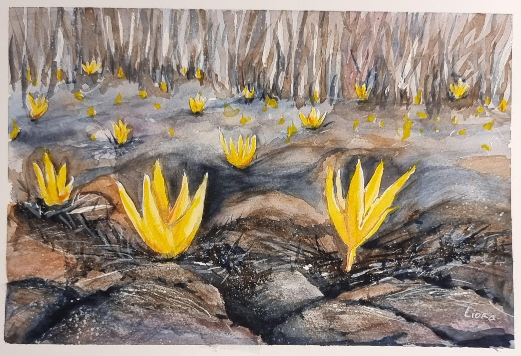 ליאורה ויסמן